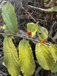 Image result for Grewia forbesii