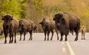 Check spelling or type a new query. Animal Collisions Double At Elk Island National Park Fortsaskonline Com