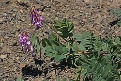 Image result for Hedysarum