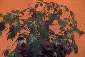 Maybe you would like to learn more about one of these? Pruning A China Doll Houseplant Learn How To Prune A China Doll