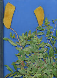 Image result for Julbernardia globiflora