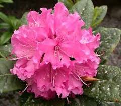Plant Descriptions Rhododendron Plant Rhododendron Beautiful Blooms