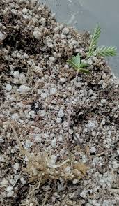Image result for Acacia angustissima