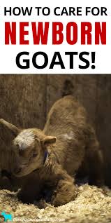 How To Care For Newborn Goats The Organic Goat Lady Goats Baby Goats Goat Care