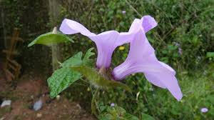 Image result for Ipomoea involucrata