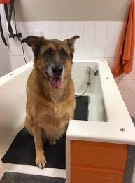 However, if the idea of wrestling your dog into your shower or tub, getting yourself soaking wet, and watching your dog shake water droplets all over the. Diy Dog Wash Mutt Life