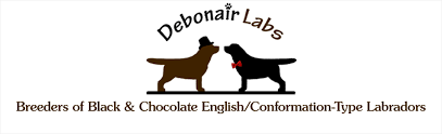 American lab puppies for sale in new england. Debonair Labradors Hobby Breeders Of Black Chocolate English Conformation Type Labradors