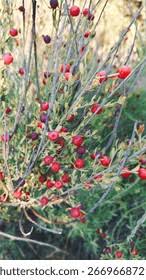 Image result for Osyris