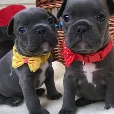 Browse thru our id verified puppy for sale listings to find your perfect puppy in your area. Cheap French Bulldog Puppies Puppies For Sale Near Me Facebook