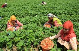 Searches related to malaysian jobs. Malaysians Can Earn Up To Rm12k Per Month Working In Australian Farms