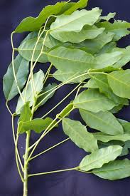 Image result for Erythrina falcata