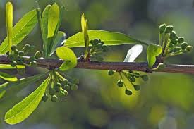 Image result for Boscia albitrunca