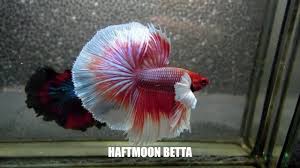 Most Beautiful Types Of Betta Fish Betta Fish Names