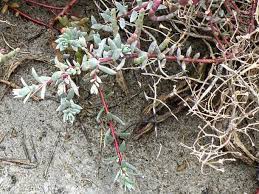 Image result for Chenolea diffusa