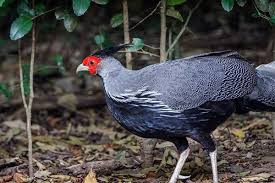 Lineated Kalij Pheasant Lophura Leucomelanos Lineata Hatching Eggs Pheasant Poultry Supplies