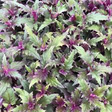 Image result for Gynura