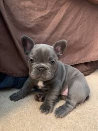Akc registered female cream color french bulldog puppy. French Bulldog Puppies For Sale Chehalis Wa 326701