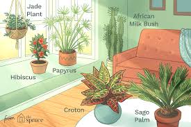 What flowers are good for sun. 12 Best Houseplants For Sunny Windows