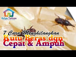 Setelah itu, anda dapat memasukkannya ke. 7 Cara Menghilangkan Kutu Beras Dengan Cepat Dan Ampuh Youtube