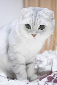 Scottish Fold Cats How High A Price Is That Cute Face Worth Cat Scottish Fold Scottish Fold Kittens Cat Breeds