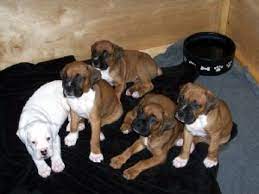 We did not find results for: Boxer Puppies In Florida