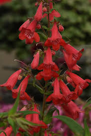 Image result for Penstemon hartwegii