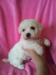 Bolognese puppies and dogs for sale in london (england), united kingdom on puppyfinder.com Bolognese Puppies For Sale Castleford West Yorkshire Pets4homes