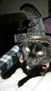 From Fran Davenport Annie Belle In Her Witches Hat For The Month Of October Cat Faeries Is Celebrating Black Cats We Black Cat Halloween Cat Crazy Cats
