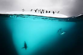 During much of the year, the arctic ocean is covered in sea ice that can the ocean surrounding antarctica produces vast quantities of krill, which feeds creatures ranging from whales to penguins to fish. Underwater Antarctic Penguins Photo National Geographic Photography Life Under The Sea Underwater Photography