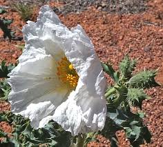 Image result for Argemone