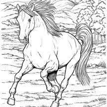 Wild horse return address mailing label. Wild Horse In Horses Coloring Page Horse Coloring Pages Horse Coloring Books Horse Coloring