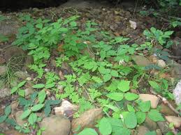 Image result for Amphicarpaea