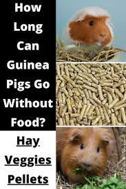 Pin On Guinea Pig Feeding