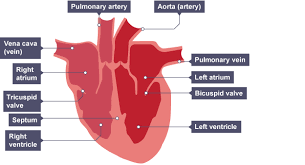 Structure Of Human Heart Shows Pulmonary Artery Vena Cava Right Atrium Tricuspid Valve Right And Left Circulatory System Tricuspid Valve Science Revision