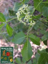 Image result for Rutaceae