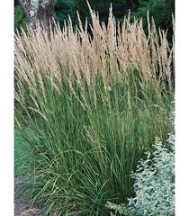 Image result for Pycreus gracillimus