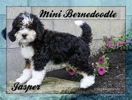 Jasper Male Mini Bernedoodle Full Price 3900 00 Deposit Mini Bernedoodle Bernedoodle Breeds