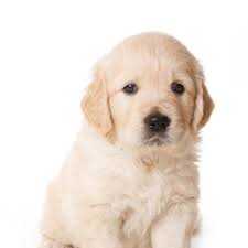 This litter of darker golden retrievers is due early june. Dog Adoption Milwaukee Wi