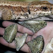 ahmed omran on instagram خرزات عقيق جلد الحية الاخفوري الأصلية instagram posts instagram lizard