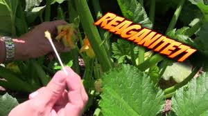 Maybe you would like to learn more about one of these? Hand Pollinating Squash Zucchini To Produce More Food Youtube