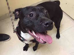Black And White Pitbull Female Leama A1079805 My Animal Dog Baby Pictures Pet Adoption