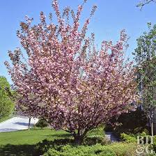 The right time to prune a weeping cherry tree is during the early spring season or late in the fall. Flowering Cherry Better Homes Gardens
