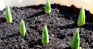 バーク堆肥とは？ 使い方や効果、デメリットなどを紹介します | となりのカインズさん さん