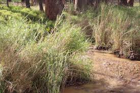 Image result for Echinochloa pyramidalis