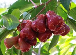 Jenis tanaman anggur membutuhkan musim kemarau, yaitu. 10 Jenis Pohon Buah Yang Cocok Ditanam Di Pekarangan