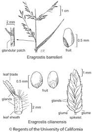 Image result for Eragrostis racemosa