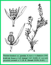 Image result for Santalaceae