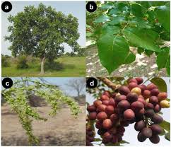 Image result for Ozoroa nigricans