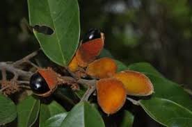 Image result for Ellipanthus