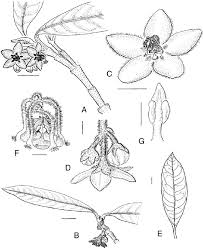 Image result for Neoschumannia